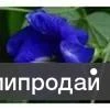 Фото №2 Тайский синий чай 100гр.(Butterfly Pea Tea)