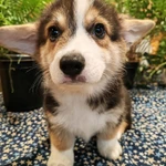 Фото №11 Вельш корги пемброк щенки трёхцветные