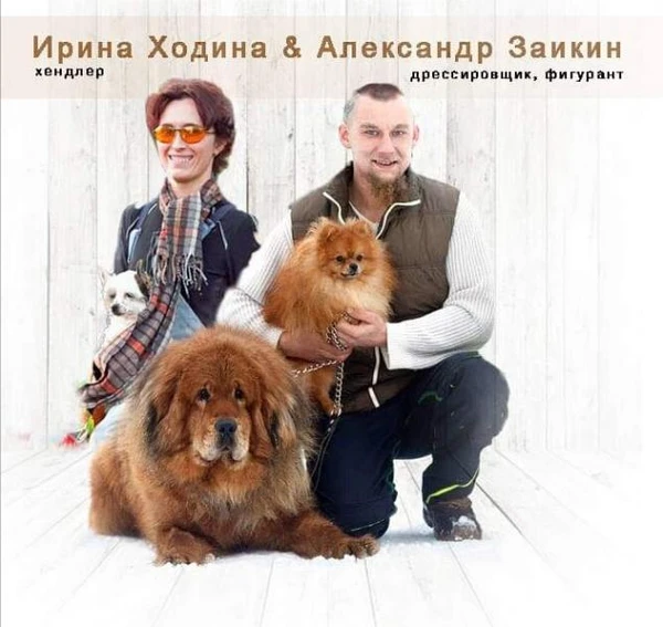 Фото Хорошая передержка, хороший хендлер, опытный дрессировщик. 