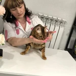 Фото №3 Гостиница для кошек САТ СIТY