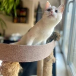 Фото №7 Котенок Булочка в добрые руки