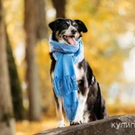 Фото №4 Том в поиске дома