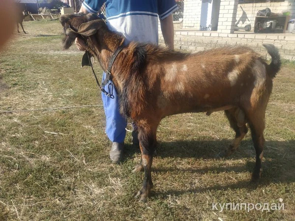 Фото Ч/П Англо- нубийский козёл