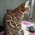 Бенгальский котик без опыта