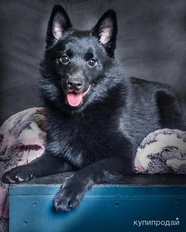 Фото Щенки шипперке (схипперке)