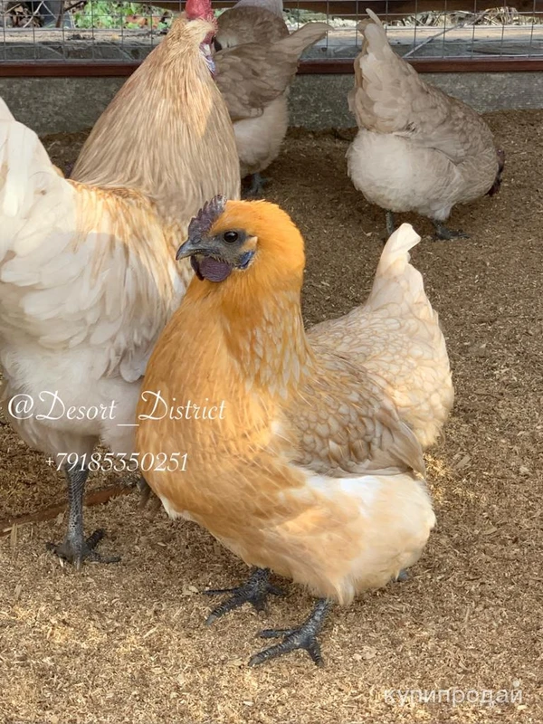 Фото ия лакеданзи. Доставка