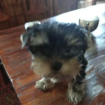 Фото №3 Продажа