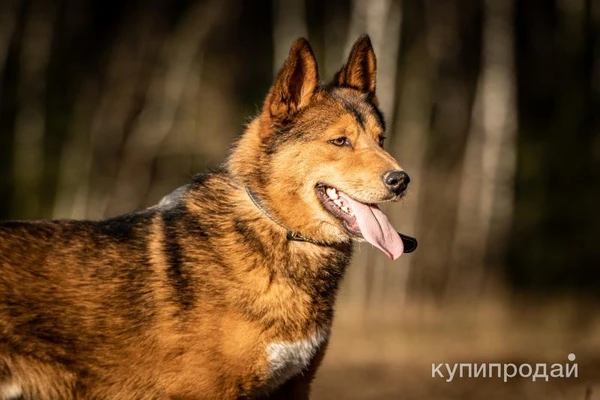 Фото Айко - замечательный и озорной пёс