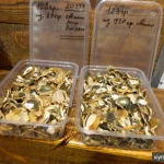 фото гриб Весёлка