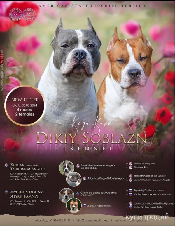 Фото Щенки стаффордширского терьера