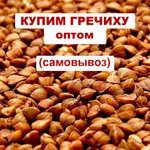 фото Приобретаем гречиху оптом, возможен самовывоз