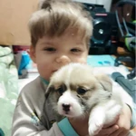 Фото №2 Щенки вельш корги пемброк