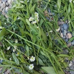 Фото №7 Тонколучник. Цена за 100 грамм.