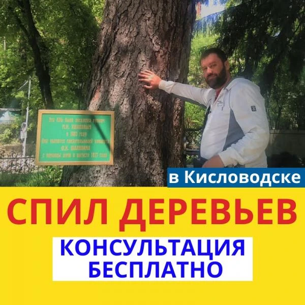 Фото Спил деревьев.