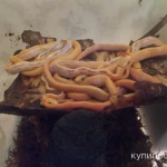 Фото №2 Лучистый полоз (Coelognatus Radiata)