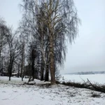 Фото №2 формовочная обрезка 