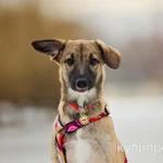 Фото №3 Активная и дружелюбная щенок-девочка Лада в добрые руки
