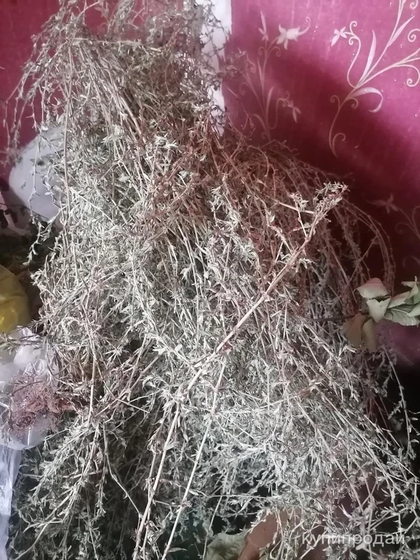 Фото Горец Птичий. Цена за 100 грамм.