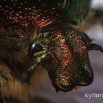 Фото №5 Макролинза JSR Close UP +10 (82 мм) Макрофильтр на объектив 82 мм