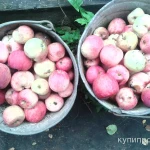 Фото №2 Грибы свежие