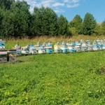 Фото №3 Мед