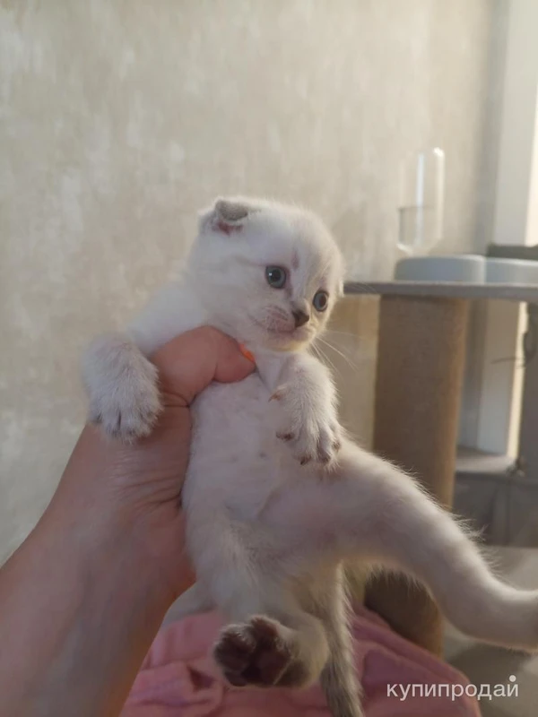 Фото Шотландские котята