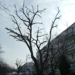 Фото №4 СПИЛ ДЕРЕВЬЕВ. ОБРЕЗКА ДЕРЕВЬЕВ.АРБОРИСТ