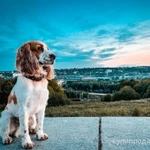 Фото №6 Русский спаниель