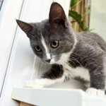 Фото №7 Котенок Фибби в серо - голубой шубке в дар