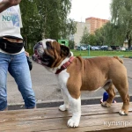 Фото №5 Вязка английский бульдог