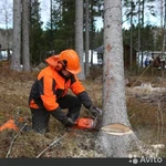 ЗАКАЗАТЬ СПИЛ ДЕРЕВА. УСЛУГИ ВЫВОЗА МУСОРА