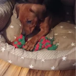 Фото №5 Щенки немецкого пинчера