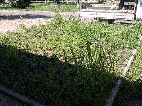 Фото Уборка Территории.Вывоз Мусора.Благоустройство.Армавир