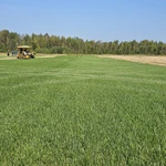 фото рулонный газон