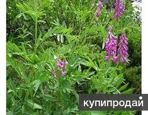 Фото Красный корень. Семена с доставкой по России.