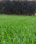 фото Газонная травосмесь Лужайка