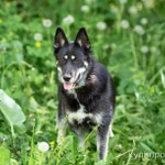 Фото №2 Овчарка в дар