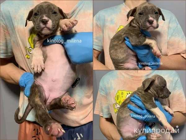 Фото Американский булли, щенки xl, стандарт, классик