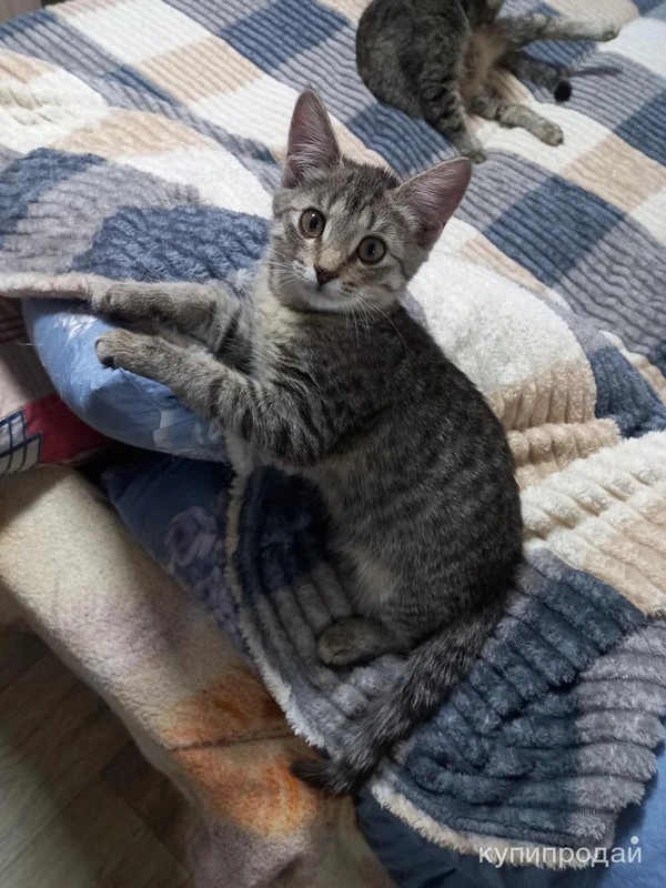 Фото Котята