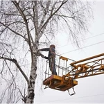 Фото №8 Спил деревьев