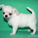 Фото №9 чихуахуа белоснежный мальчик шоу