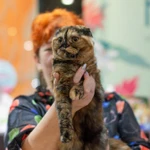 Фото №9 шотландские котята и взрослые кошки