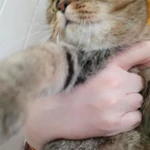 Фото №4 Квартирная передержка домашних кошек/зооняня