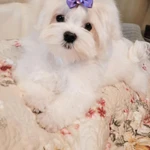 Фото №10 Мальтезе. Щенки Мальтийской болонки. РКФ