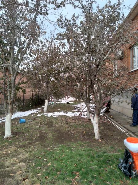 Фото Опрыскивание сада от болезней и вредителей