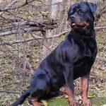 Фото №4 Щенки ротвейлера