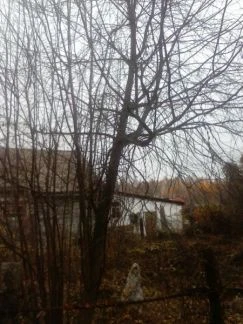 Фото Кронирование Деревьясухостой распиловка