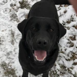 Фото №2 Щенки черного окраса подрощенные