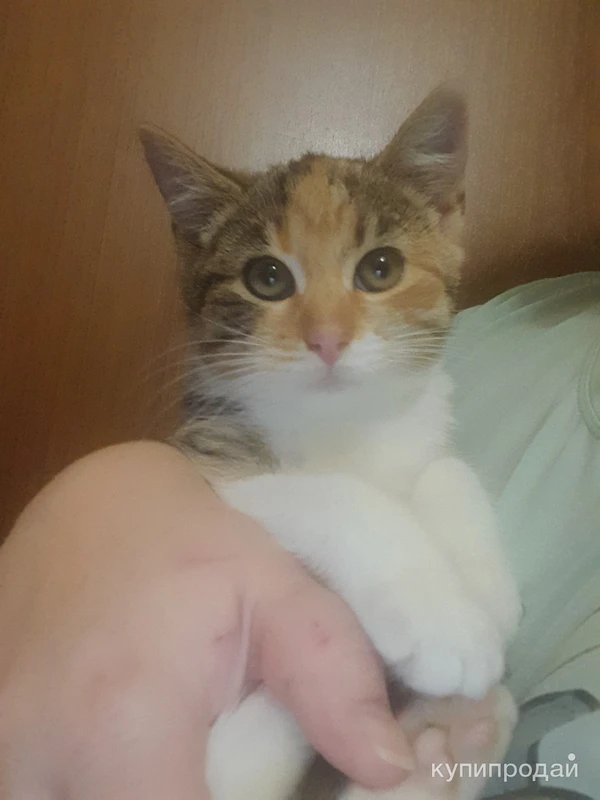 Фото Котёнок в добрые руки