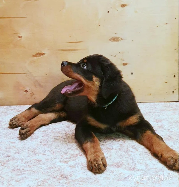 Фото Щенки ротвейлера